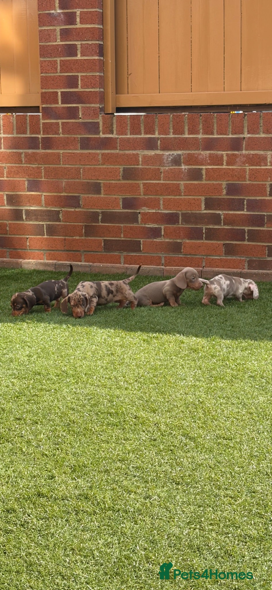 Miniature Dachshund dogs Miniature dachshunds  - Advert 1