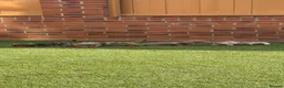 Miniature Dachshund dogs for sale: Miniature dachshunds  - Advert 1