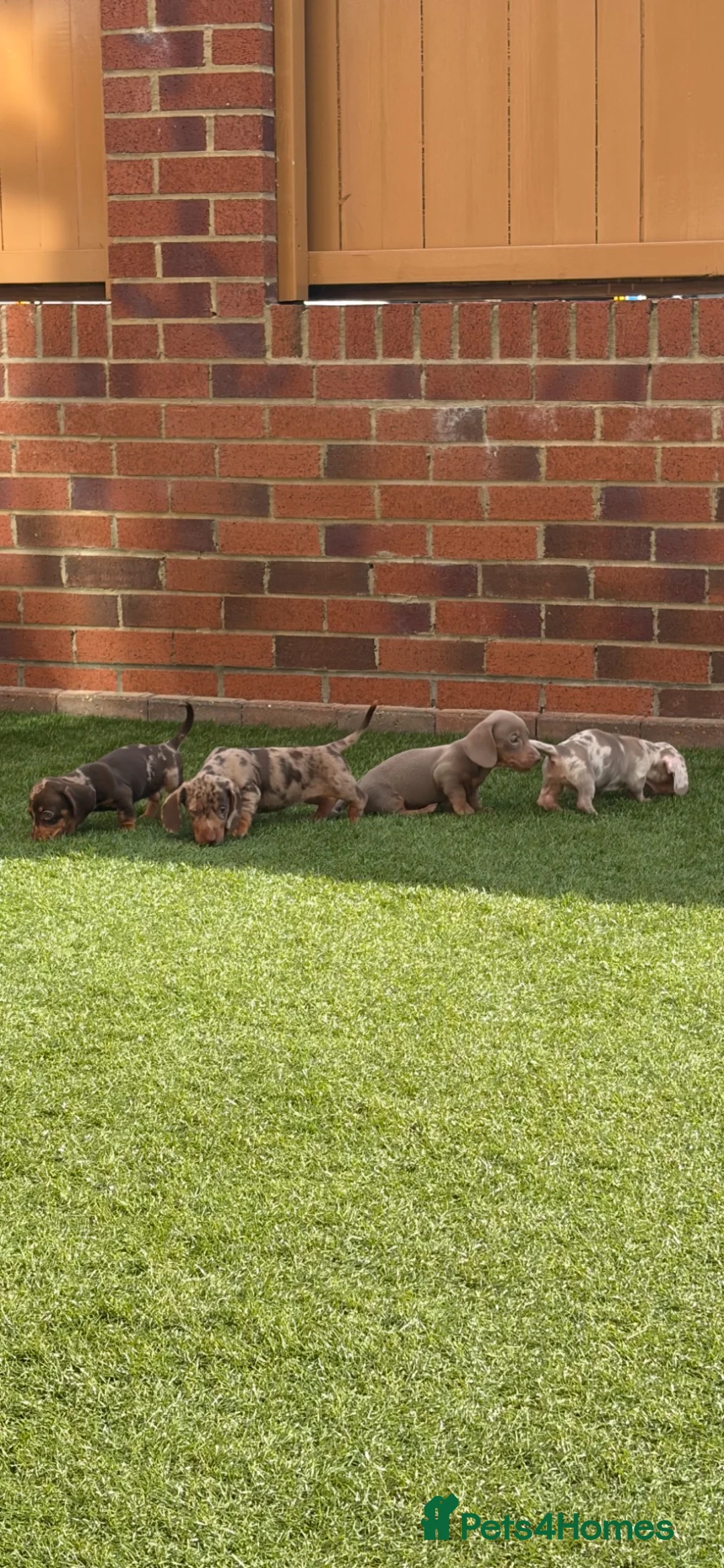 Miniature Dachshund dogs for sale: Miniature dachshunds  - Advert 1
