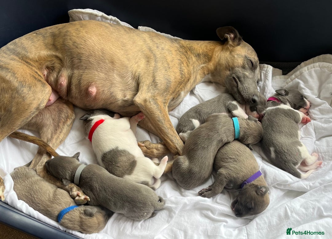 Whippet dogs for sale: Whippet puppies  - Image 10