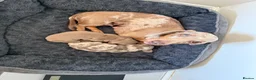 Miniature Dachshund dogs for sale: Two beautiful KC registered puppies  in Hull - Advert 12
