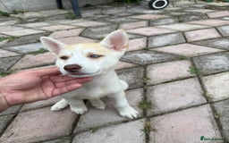 Siberian Husky dogs for sale: Siberian husky - Image 3