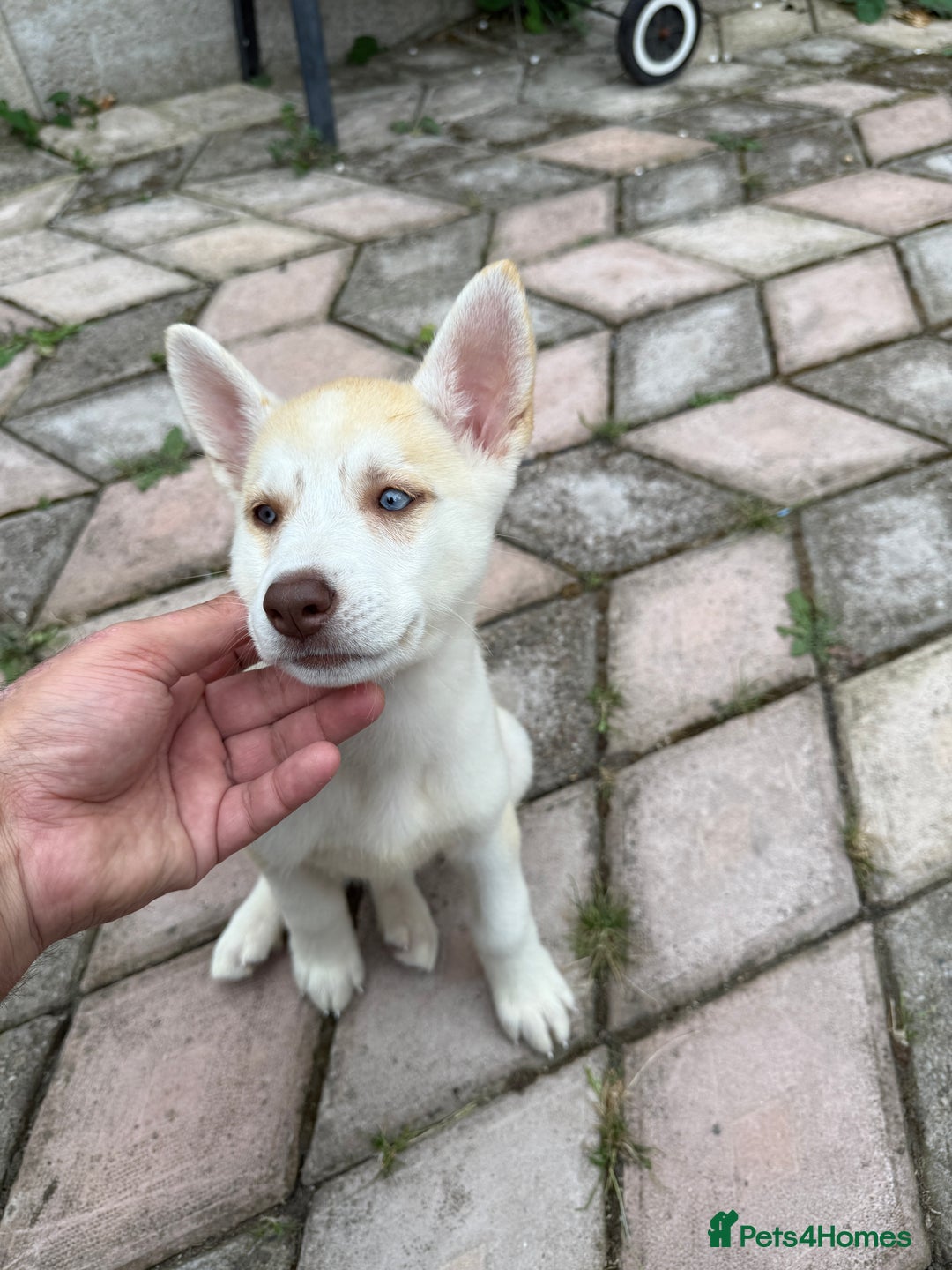 Siberian Husky dogs for sale: Siberian husky - Image 3
