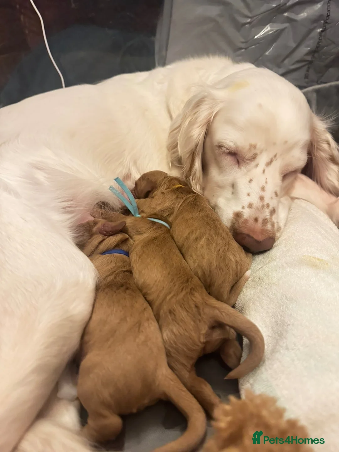 Cocker Spaniel dogs for sale: COCKER SPANIELS FOR SALE!🌸 - Advert 10