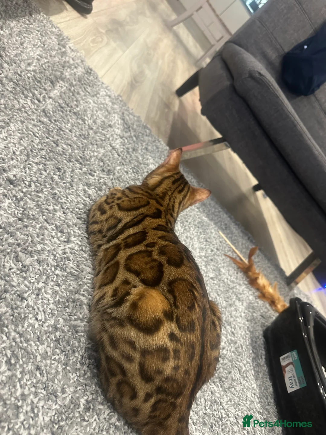 Bengal cats for sale: Pure bred Bengal TICA registered in Hoddesdon - Advert 4