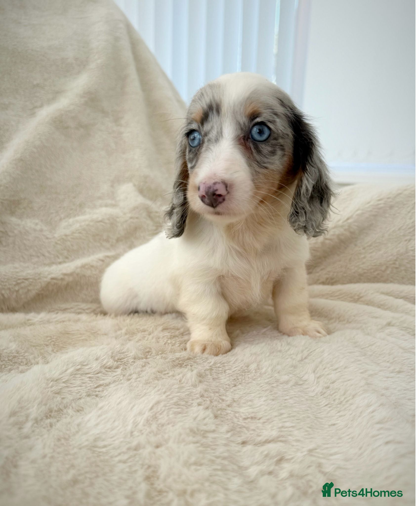 Miniature Dachshund dogs Kc miniature long haired dachshunds  - Advert 2