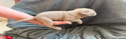 American Bully dogs for sale: ABKC REGISTERED Pocket bullz - Advert 23
