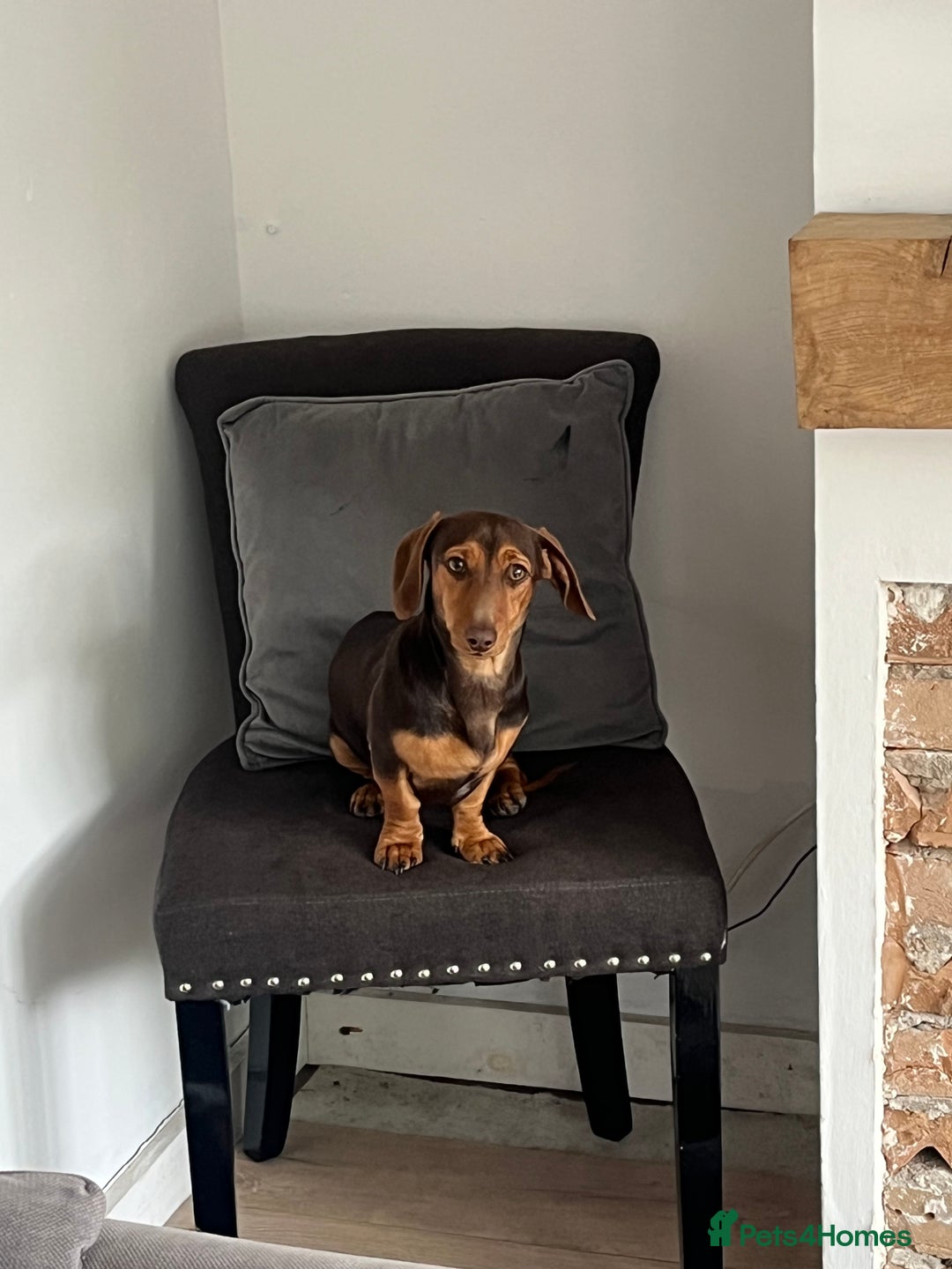 Dachshund dogs for sale: Dachshund Pups need new home - Image 5