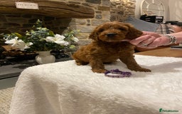 Irish Doodle dogs for sale: Stunning litter of mini Irish Doodles - Image 16