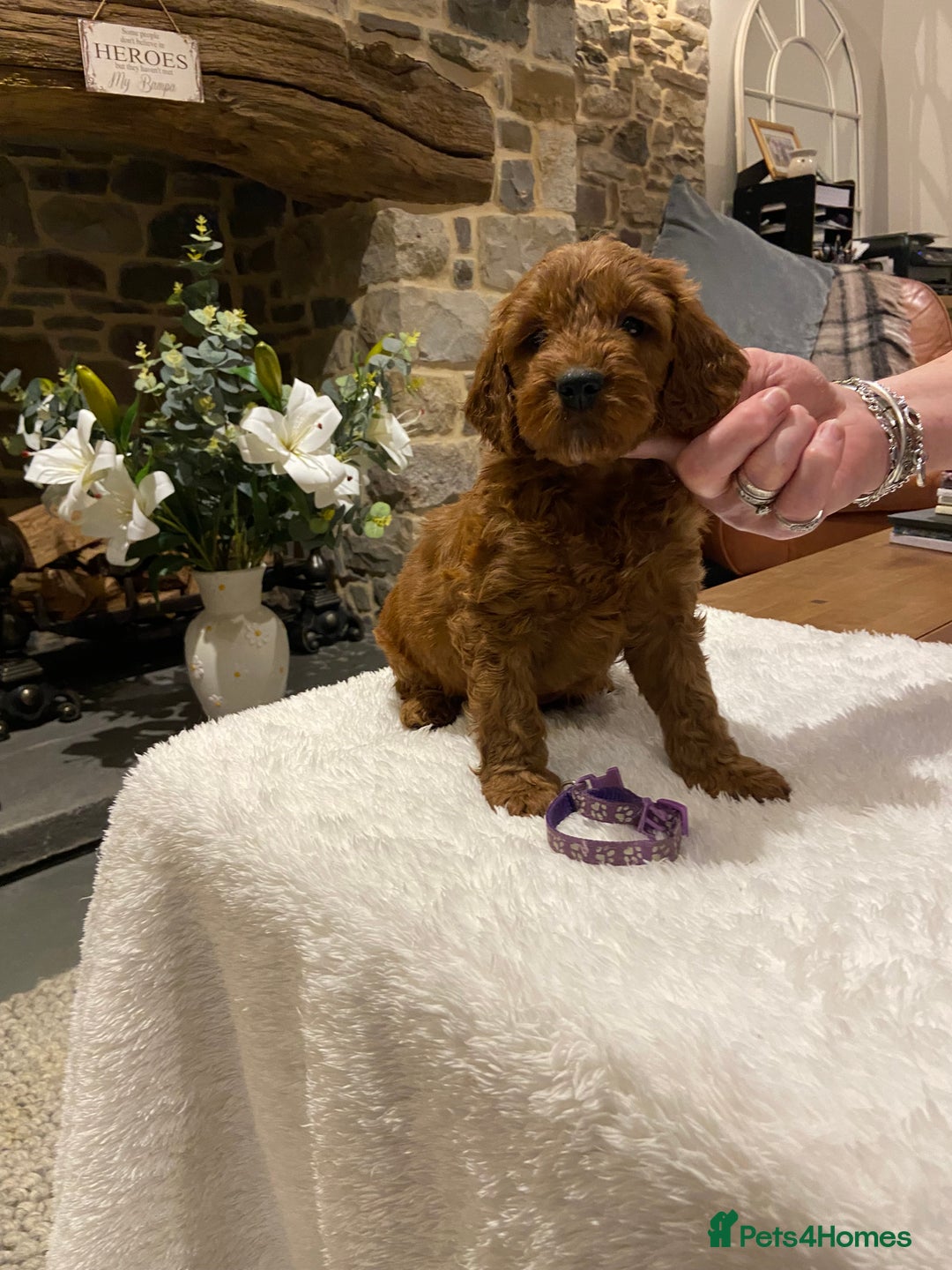 Irish Doodle dogs for sale: Stunning litter of mini Irish Doodles - Image 16