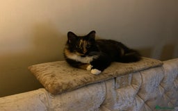 Mixed Breed cats for sale: Wonderful two boys and girl🐈‍⬛🐈🐈‍⬛😍 - Image 6
