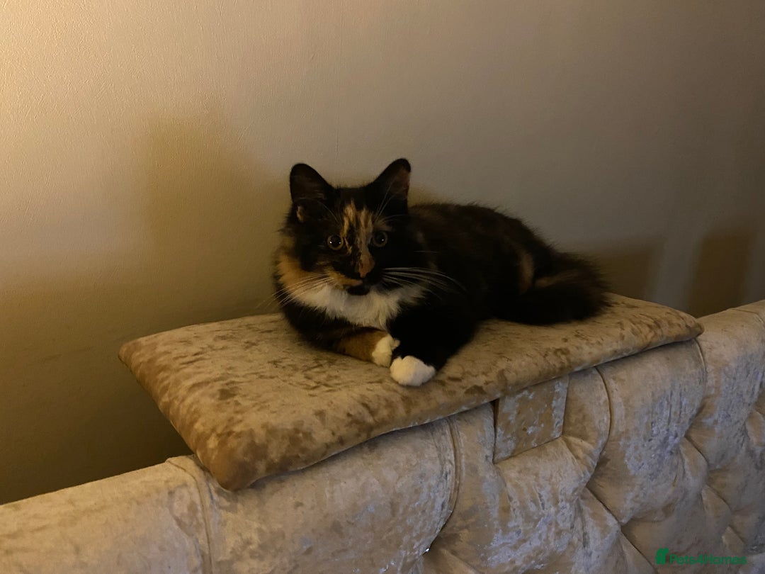 Mixed Breed cats for sale: Wonderful two boys and girl🐈‍⬛🐈🐈‍⬛😍 - Image 6