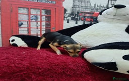 Mixed Breed dogs for adoption: 💖🐶 ADELE 🐶💖 - Image 9