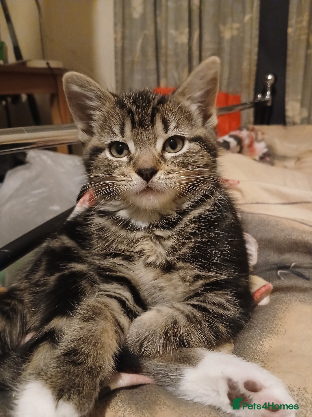 Mixed Breed cats for sale: Kittens for sale - Advert 17