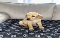 Labrador Retriever dogs for sale: Beautiful Labrador puppies  - Image 4