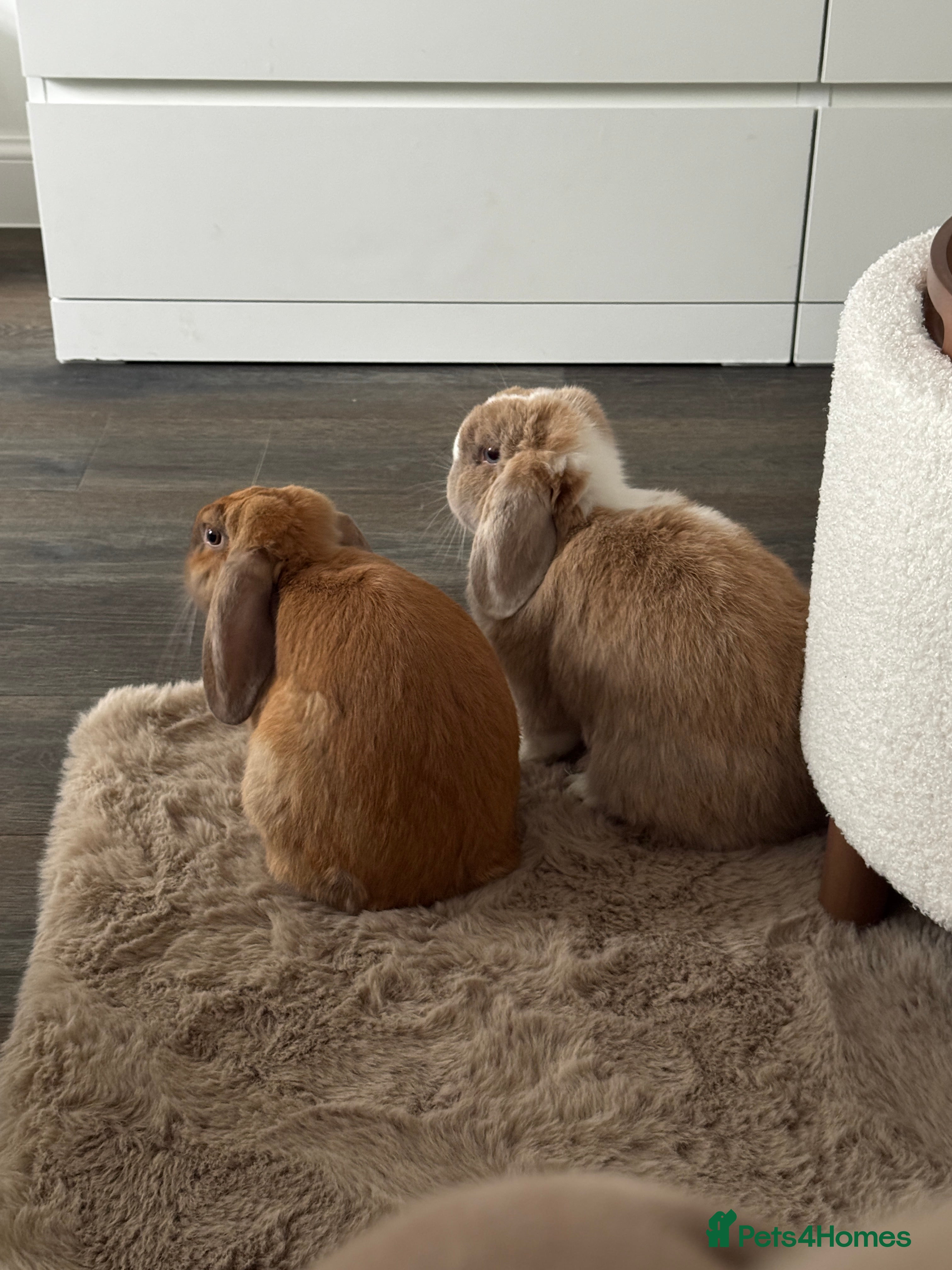 Mixed Breed rabbits Teddy and Ellie - Advert 9