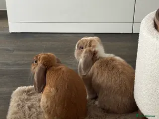 Mixed Breed rabbits Teddy and Ellie - Advert 9