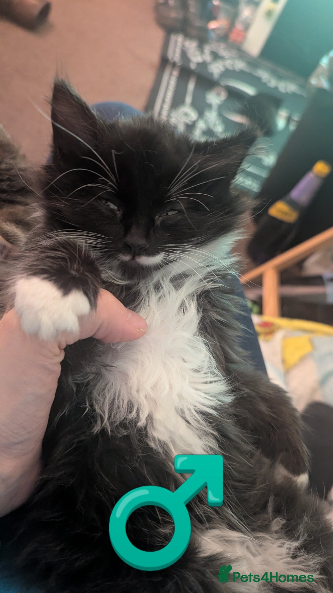 Mixed Breed cats for sale: Beautiful mix breed kittens  - Image 16