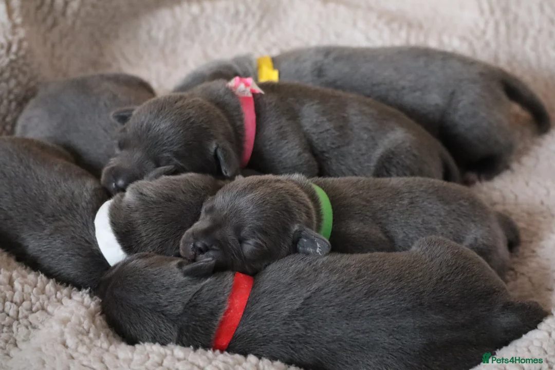 Staffordshire Bull Terrier dogs for sale: Only 1 available ; Blue Staffordshire bullterrier - Advert 16