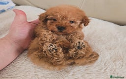 Maltipoo dogs for sale: Toy maltipoo puppies - Image 4