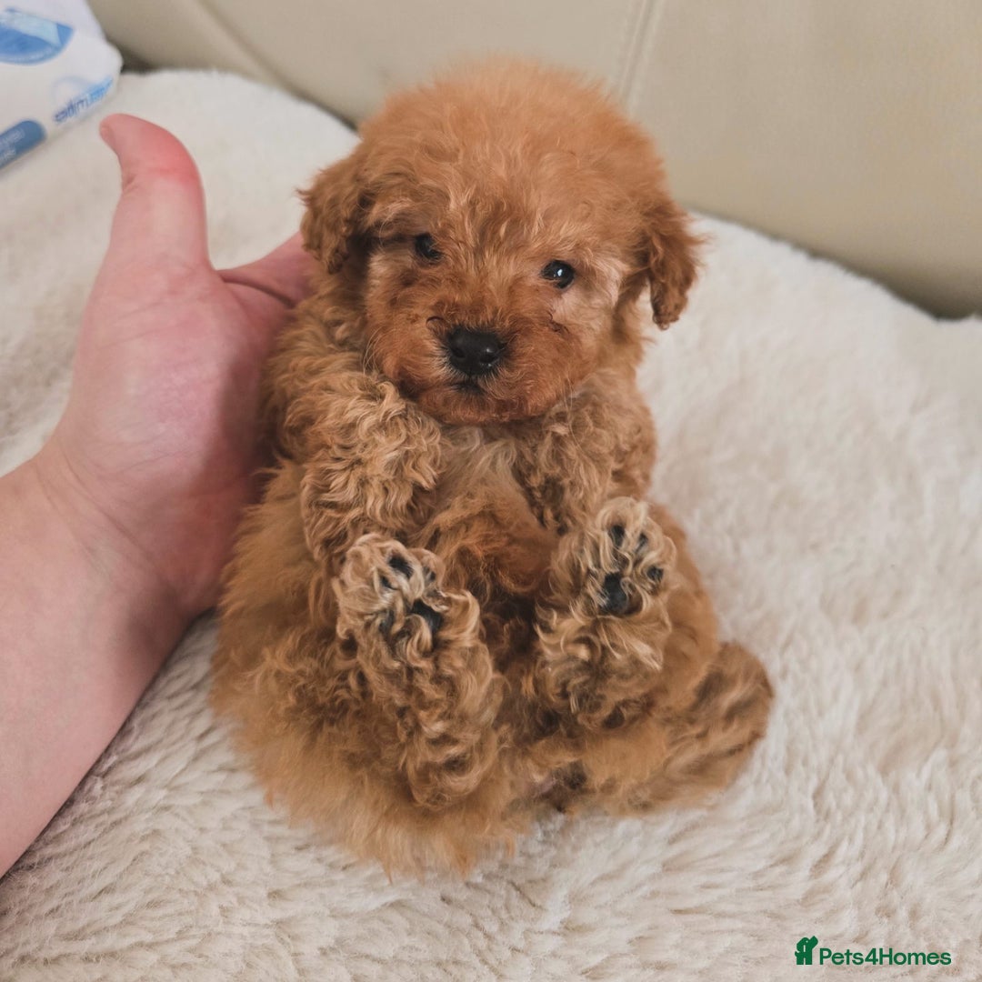 Maltipoo dogs for sale: Toy maltipoo puppies - Image 4