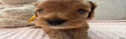 Cavapoo dogs for sale: Cavapoo girls  - Advert 20