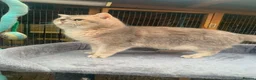 British Shorthair cats for sale: BSH Kittens 11 weeks old 3 lovely young ladies   - Advert 15