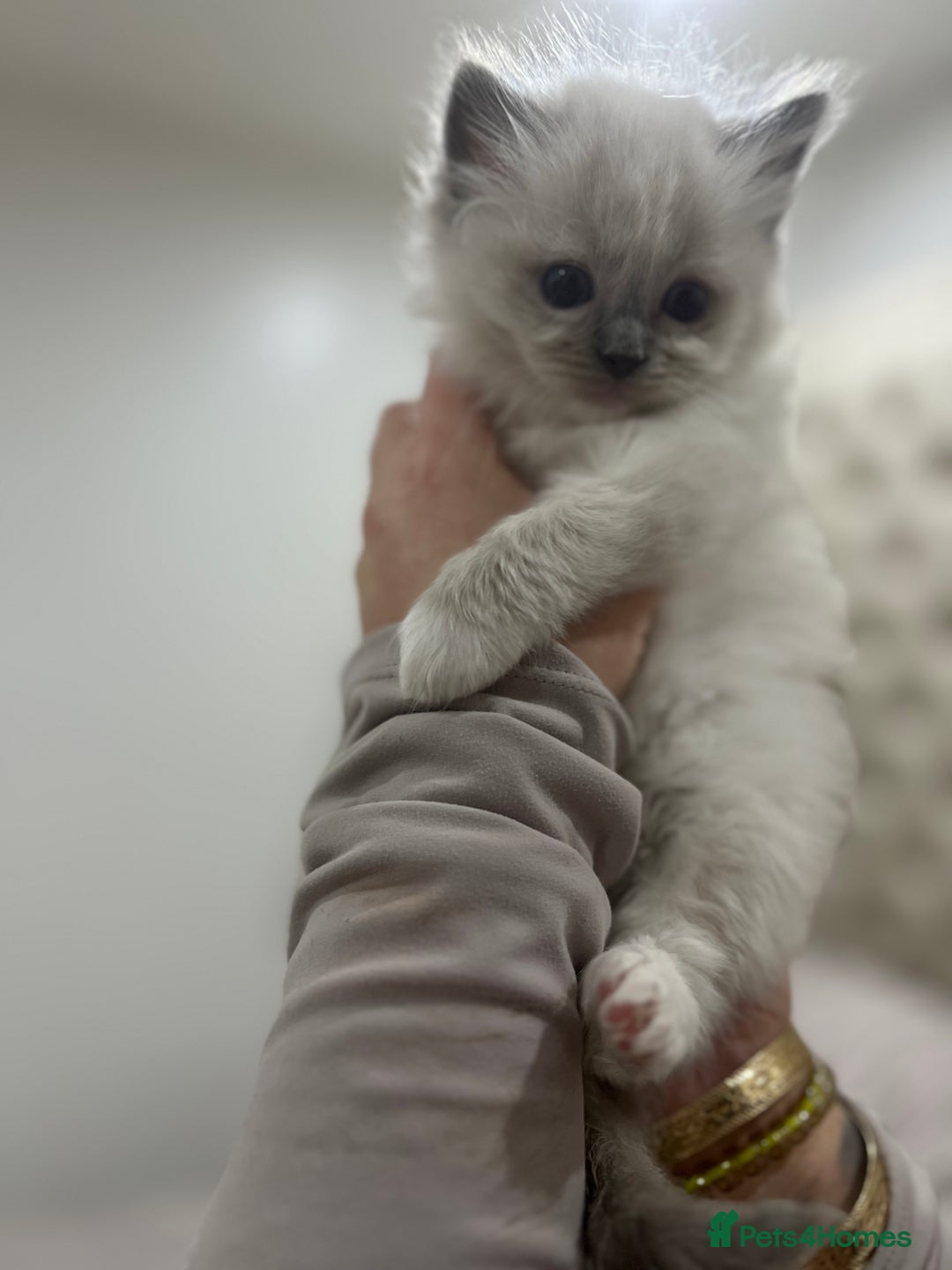 Ragdoll cats for sale: Gccf ragdoll kittens imperial grand champion lines - Advert 13