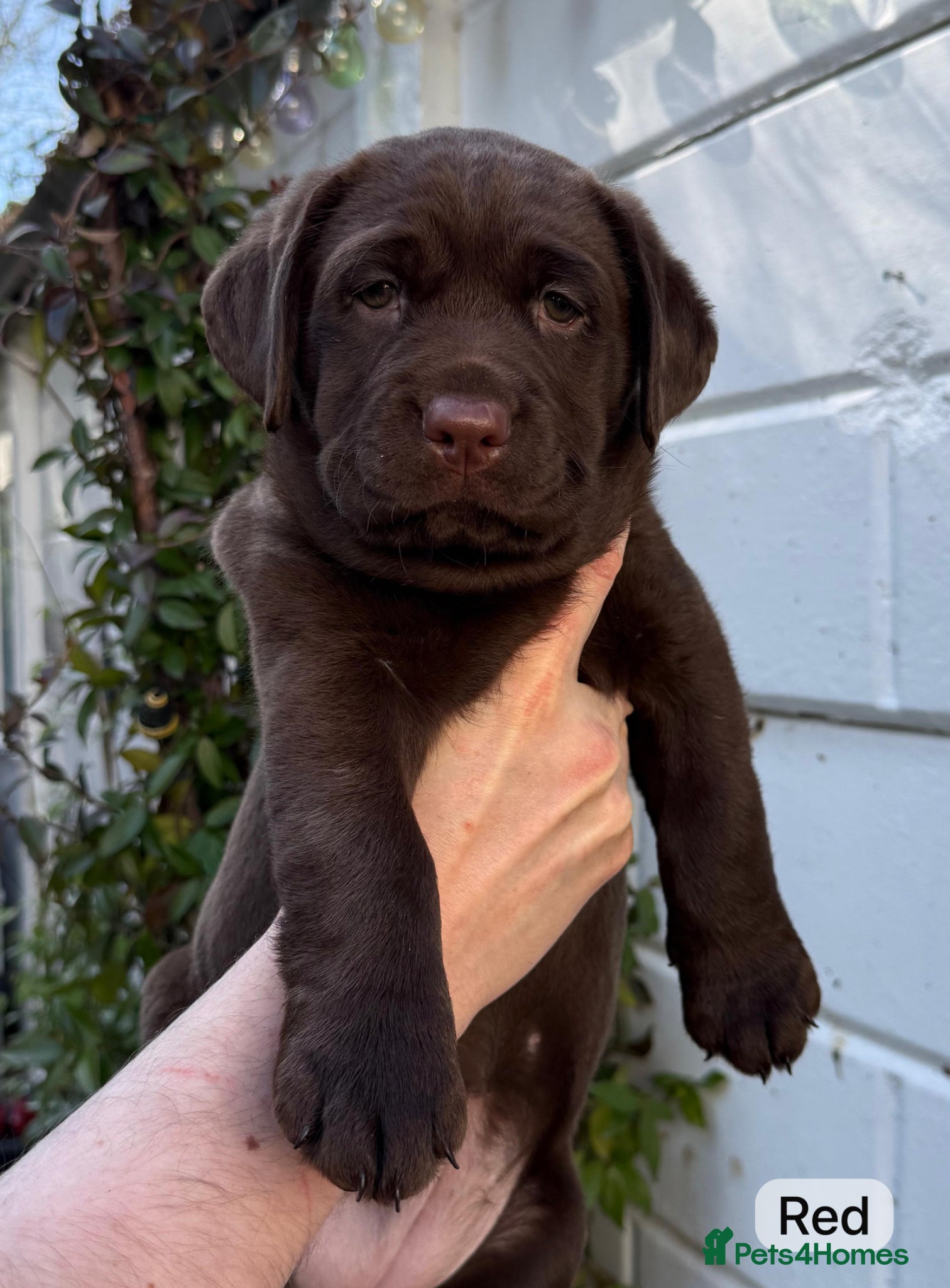 Labrador Retriever dogs Chocolate Labrador Puppies (KC Health Tested) - Advert 2