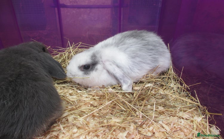 Mini Lop rabbits - Advert 4