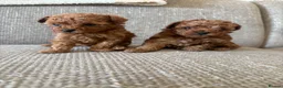 Cavapoo dogs for sale: Reduced & Ready! Tiny toy boy Cavapoos - Advert 13