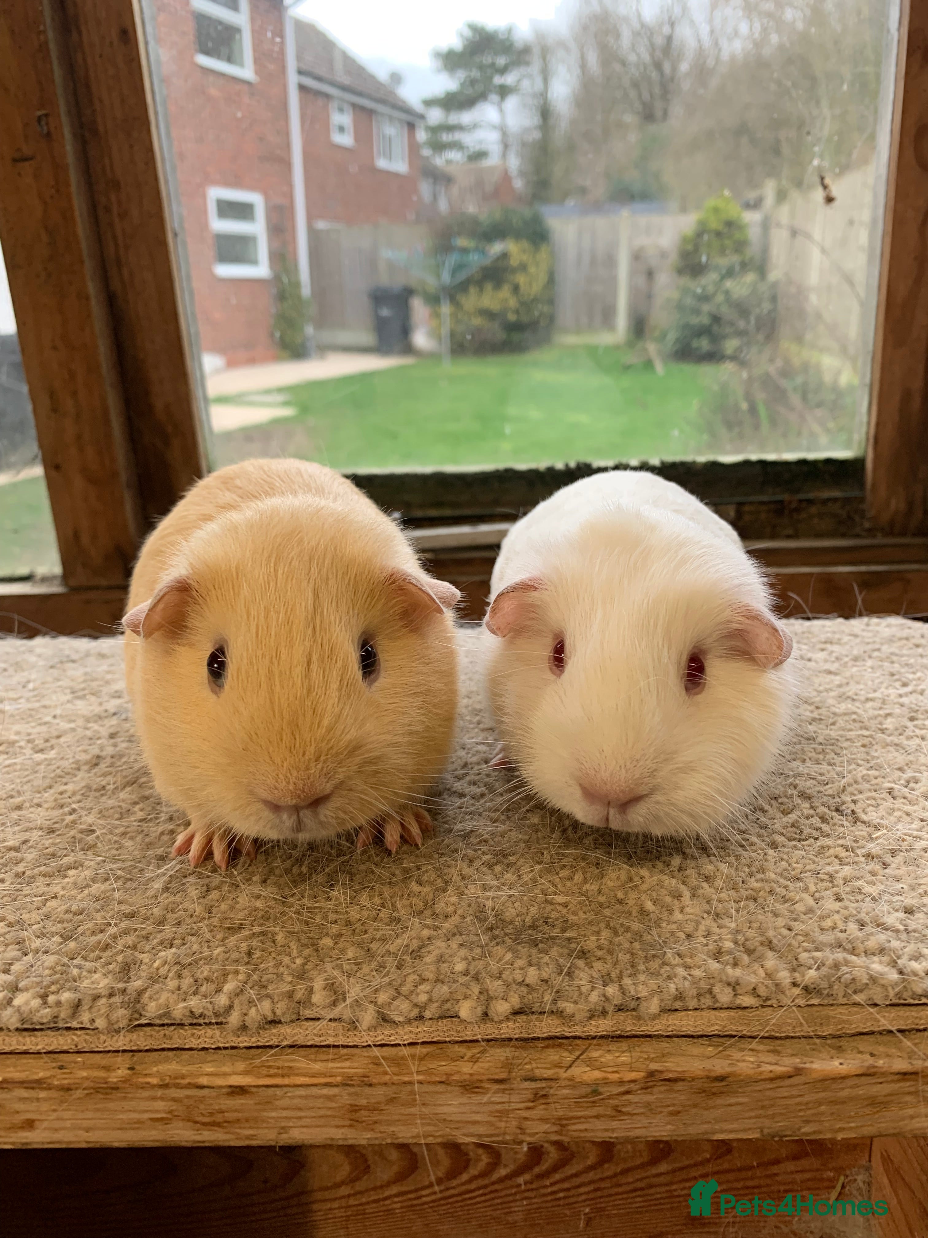 Guinea Pig rodents Sweet Baby Self Guinea Pig Boars - Advert 1
