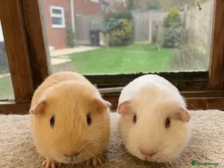 Guinea Pig rodents Sweet Baby Self Guinea Pig Boars - Advert 1
