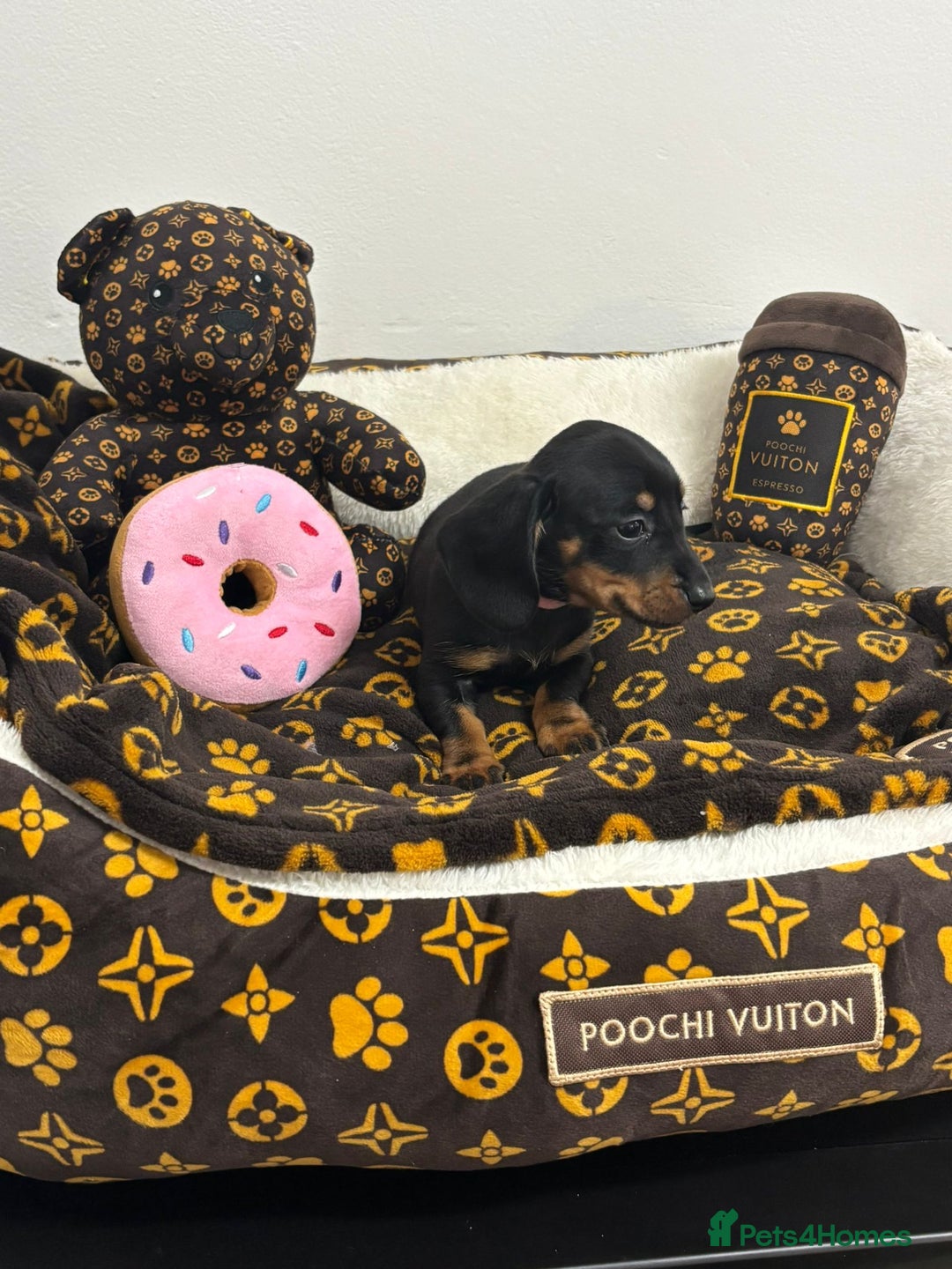 Miniature Dachshund dogs for sale: beautiful miniature dachshund puppies available  - Advert 6