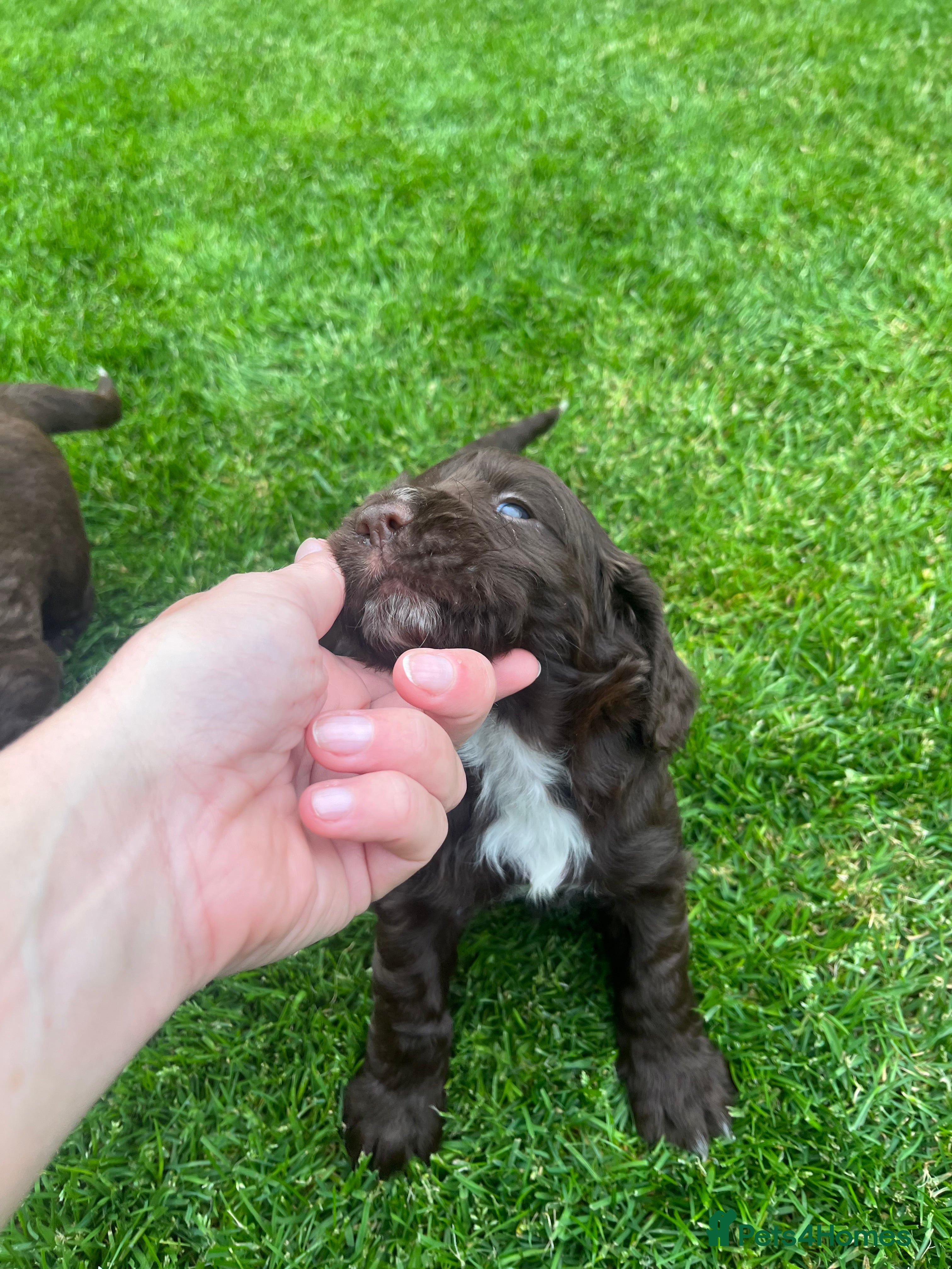 Sprocker dogs Beautiful sprocker puppies  - Advert 2
