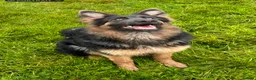 German Shepherd dogs for sale: isabella and blue dm clear pups  - Advert 12
