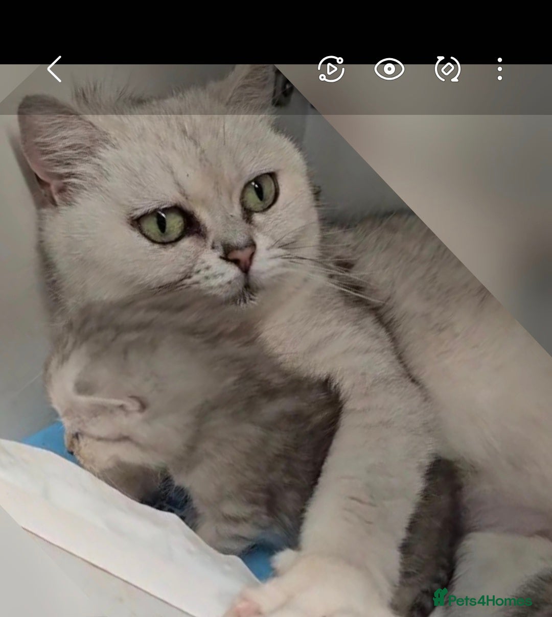 British Shorthair cats for sale: White BSH cat (mother) - Advert 1