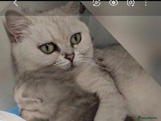 British Shorthair cats White BSH cat (mother) - Advert 1