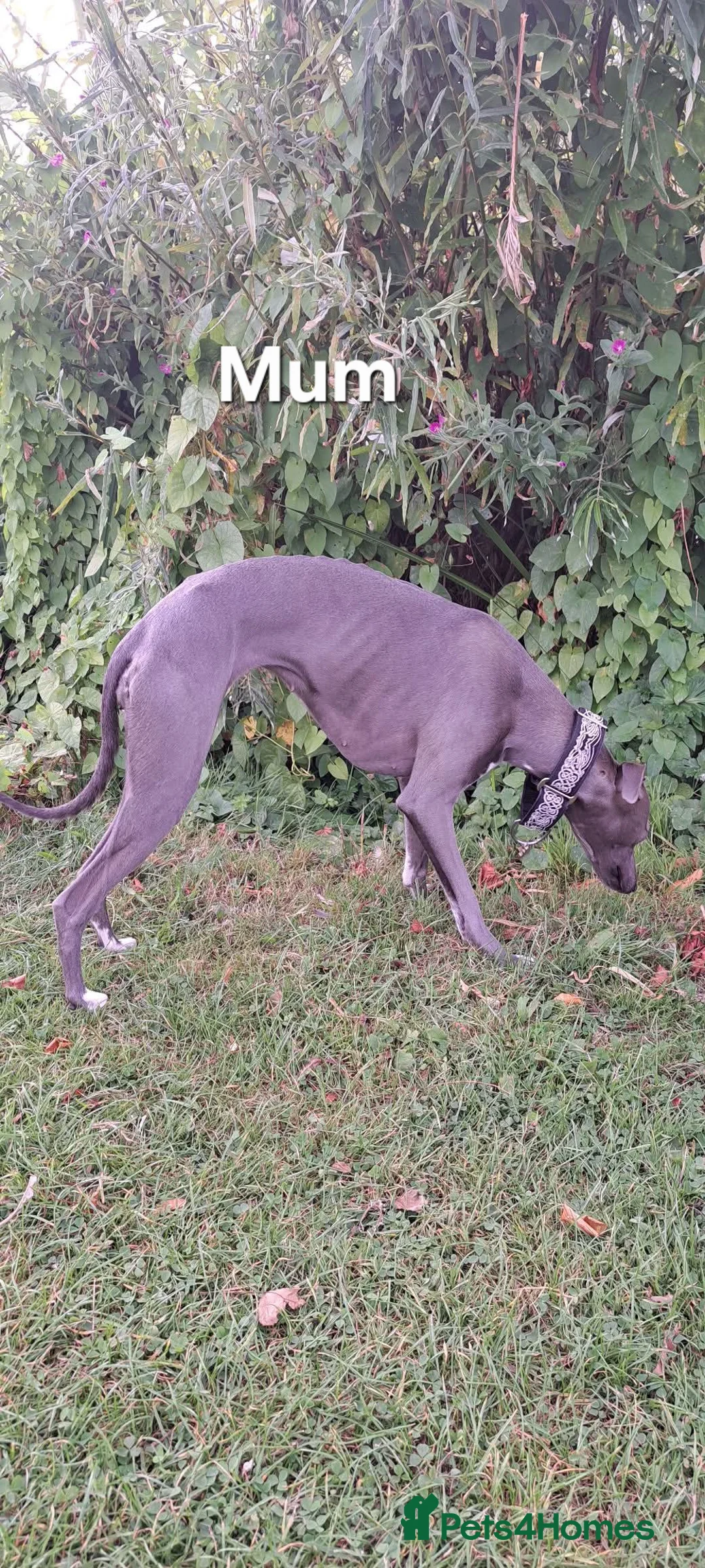 Whippet dogs for sale: KC Whippet Puppies - Champion Lines - Advert 21
