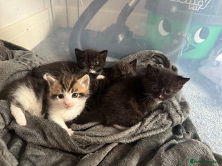 British Shorthair cats for sale - Advert 1