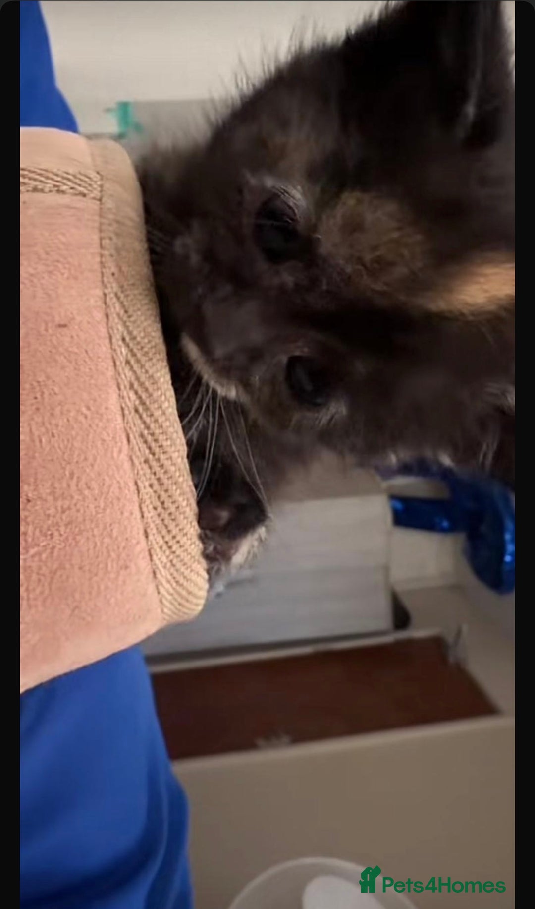 Mixed Breed cats for sale: toritoshell kittens  - Image 5