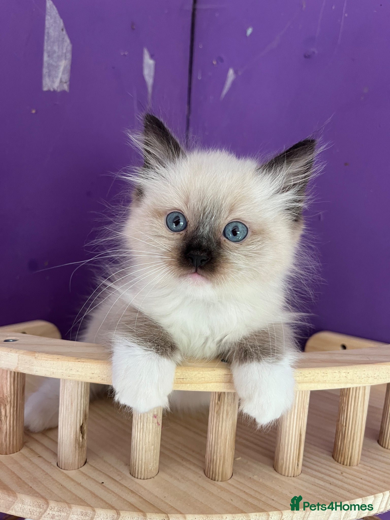 Ragdoll cats ❤️ Gorgeous ragdoll kittens ❤️ - Advert 1