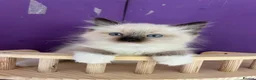 Ragdoll cats for sale: ❤️ Gorgeous ragdoll kittens ❤️ - Advert 1