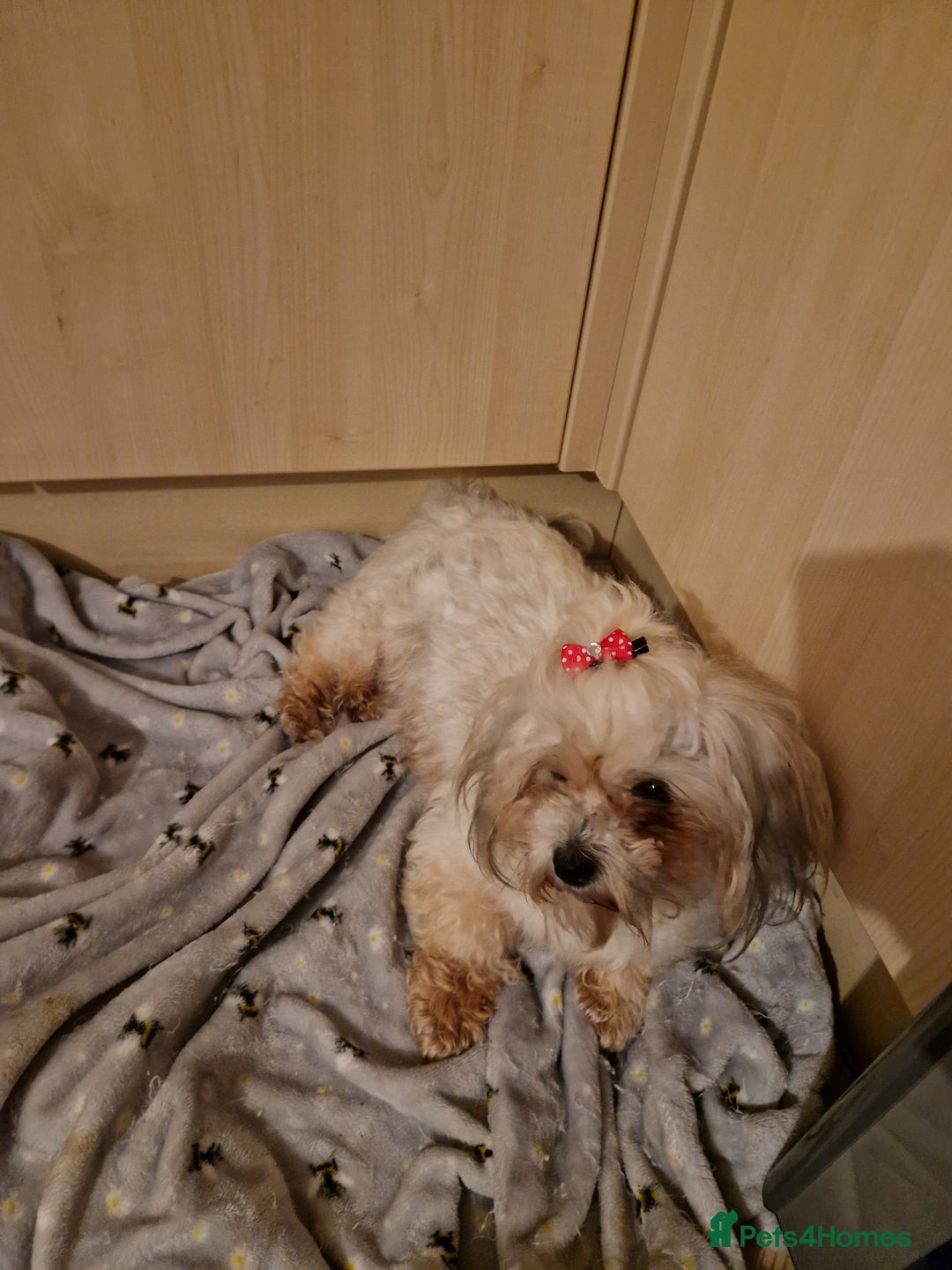 Poochon dogs for sale: 5 Cute and Cuddly Poochons  j  - Advert 1