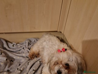 Poochon dogs 5 Cute and Cuddly Poochons j - Advert 6