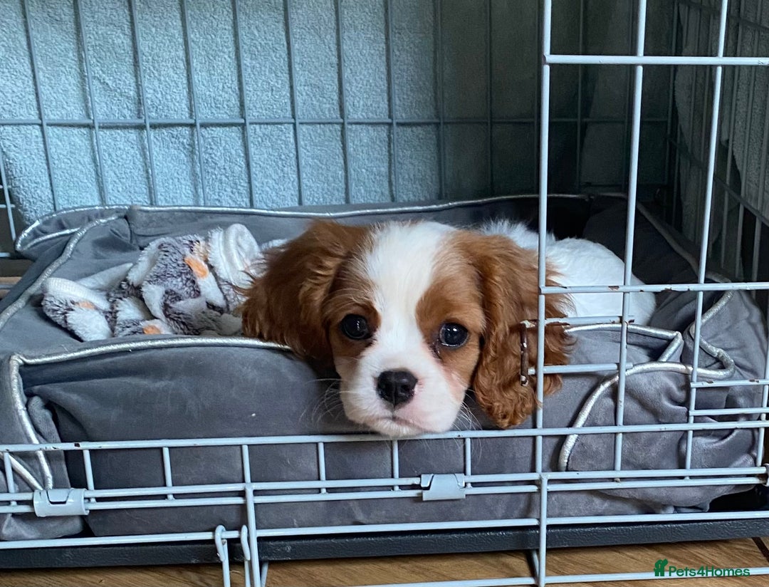 Cavalier King Charles Spaniel dogs for sale: Beautiful Blenheim Cavalier King Charles girl - Image 3