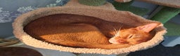 Abyssinian cats for stud: MR Gucci ( Ginger) in Great Yarmouth - Advert 3