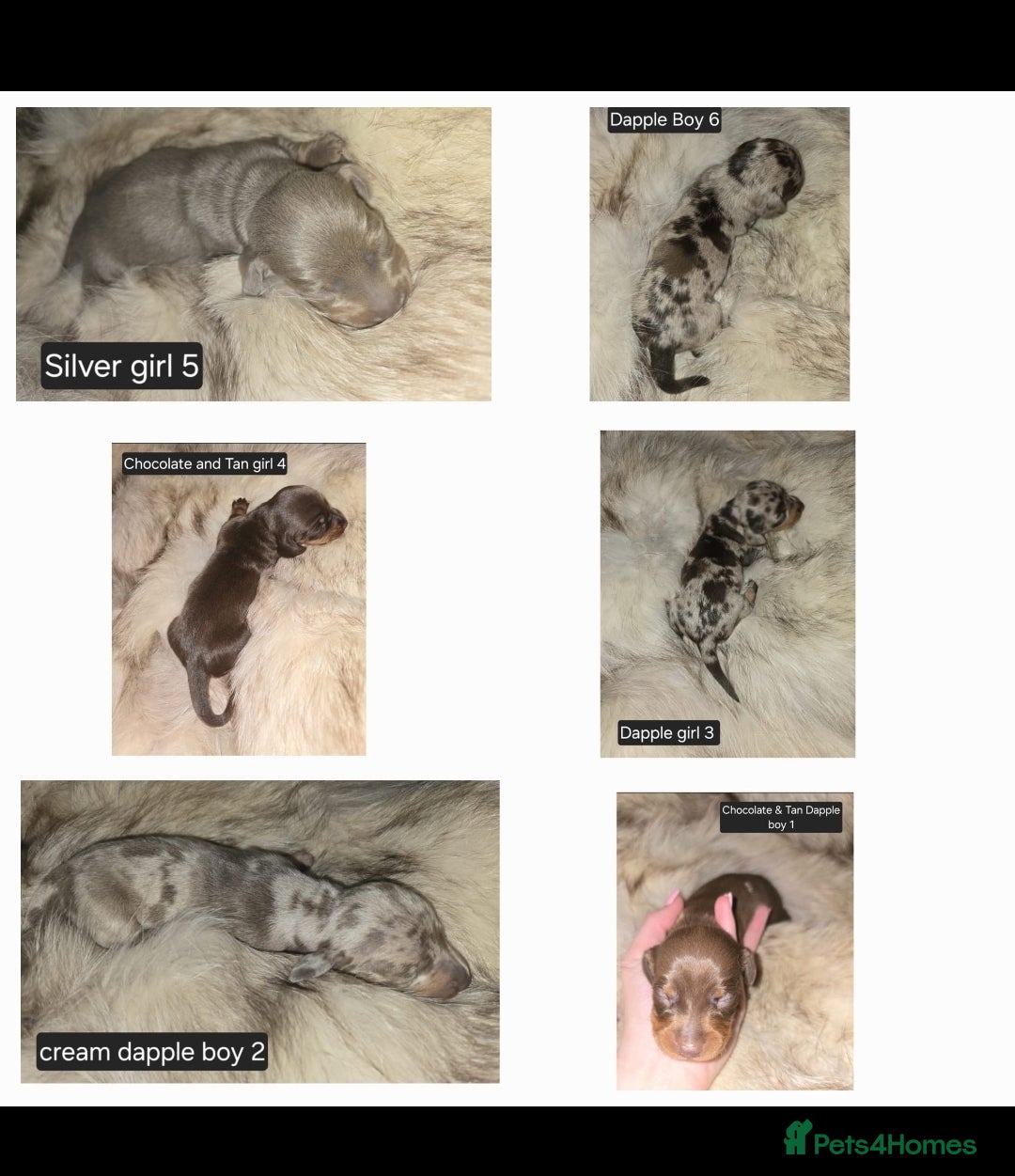 Miniature Dachshund dogs for sale: 👑🐾KC Champion Bloodline Dapples🐾👑 - Advert 6