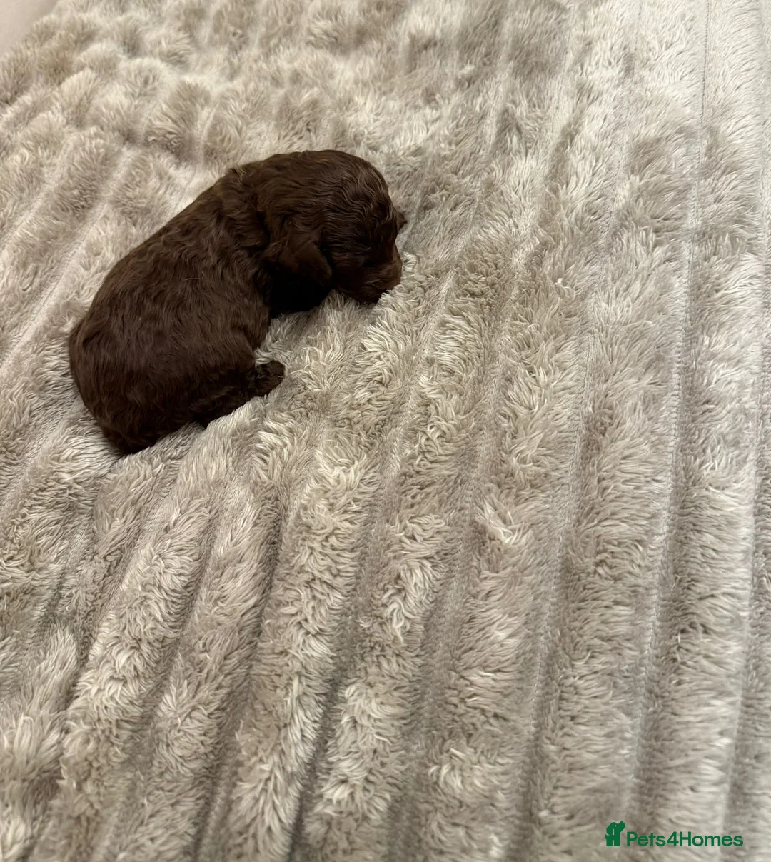 Cavapoo dogs for sale: Beautiful fluffy bears  - Advert 3