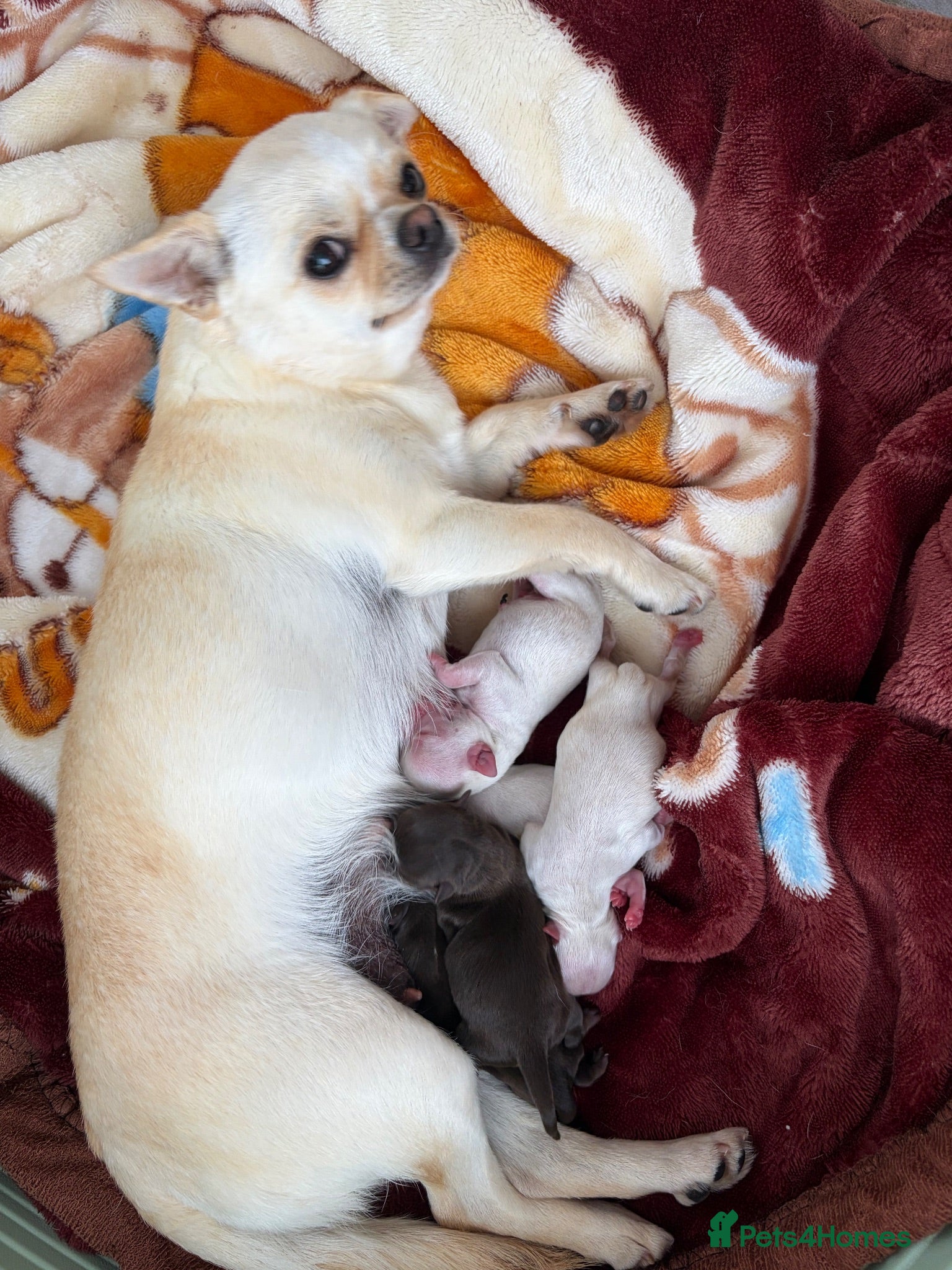 Chihuahua dogs Two Tiny Kc registered chihuahua boys - Advert 1